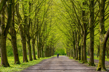 Wall Mural - Beautiful spring background with pathway through the wood, Young green leaves with blur people running exercise, Rows of big trees along the walkways, Amsterdamse Bos (Forest) Amsterdam, Netherlands.
