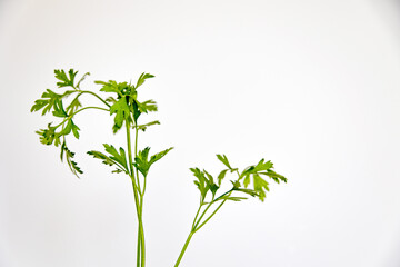 Wall Mural - fresh green parsley on white background