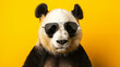 Noble portrait of a panda bear with black glasses against a bright yellow background.