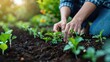 Person planting young plants in fertile soil with care