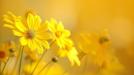 Canvas Print - A close up of a bunch of yellow flowers in the sun, AI