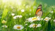 Beautiful spring meadow with daisies and butterflies in sunlight, banner background. Nature