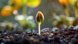 Fototapeta  - Macro View of Emerging Cotyledon Seed Sprouting from Soil Signifying New Life and Potential in the Natural Environment