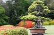 日本庭園、盆栽とヤマツツジ