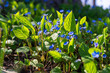  Blue forget-me-not flower in sunny spring garden