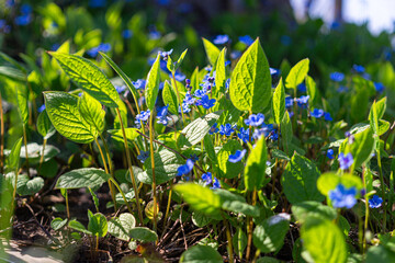 Poster -  Blue forget-me-not flower in sunny spring garden