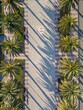 beautiful alley with palm trees aerial view, pedestrian street at sunset drone view, promenade at exotic tropical resort