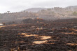 Dead grass and trees in a landscape badly burned by a bushfire or wildfire in Tasmania, Australia