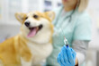 A veterinarian examines a corgi dog at a veterinary clinic. The doctor is preparing to vaccinate the pet.