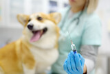 Fototapeta Miasta - A veterinarian examines a corgi dog at a veterinary clinic. The doctor is preparing to vaccinate the pet.