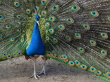 Fototapeta Na ścianę - peacock colored tail