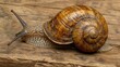 Close Up View of a Monacha Cantiana Snail on Wood in a Kent Garden