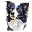A watercolor painting of a Border Collie.