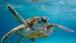 Close-up of a sea turtle swimming gracefully in clear blue waters, its flippers propelling it through the ocean with effortless ease and grace.