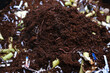 Worm composting or vermicompost for gardening and composting.