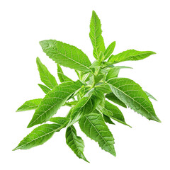 Amazing Lemon Verbena Isolated On White Background