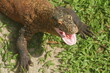 A young Komodo dragon is sunbathing on the grass and yawning