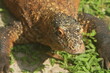 A young Komodo dragon is sunbathing on the grass