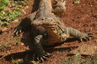 A salvator lizard was sunbathing on the ground and looking to the side