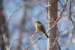 © TylerJamiesonMoulton - Migratory Palm Warbler in a tree