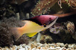Beautiful Indonesia marine fish on the coral reefs