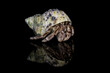 Close up of hermit crab, Coenobita clypeatus