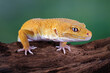 Orange gecko lizard, leopard gecko lizard on branch, eublepharis macularius, animal closeup	