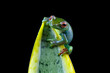 Rhacophorus dulitensis on leaves, Jade tree frog isolated on black