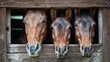 Three horses peeking out from stable window