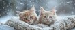 Two cute kittens wrapped in a blanket looking at the snow