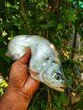 beautiful bronze featherback fali fish in hand in nice blur background HD