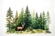 © hungryai - Hand drawn watercolor illustration of a deer in the forest with pine trees.