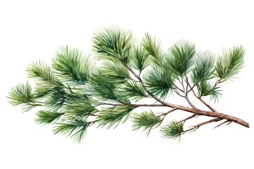 pine tree branch. watercolor illustration isolated on white background.