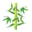 Bamboo plant stem with green leaves. Watercolor illustration. Hand painted cane green leaf on the branch. Bamboo stalk, green leaves botanical painted element. Isolated on white background
