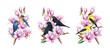 Backyard garden birds on blooming magnolia branch set. Watercolor vintage style illustration. Beautiful painted blackbirds with tender magnolia spring flowers. Bird couple on the branch isolated