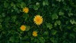 Yellow flowers in green grass with clovers