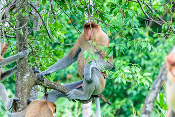 Wall Mural - The proboscis monkey (Nasalis larvatus) or long-nosed monkey is a reddish-brown arboreal Old World monkey with an unusually large nose. It is endemic to the southeast Asian island of Borneo.