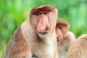 Wall Mural - The proboscis monkey (Nasalis larvatus) or long-nosed monkey is a reddish-brown arboreal Old World monkey with an unusually large nose. It is endemic to the southeast Asian island of Borneo.