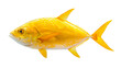 Golden trevally seafish isolated on white background