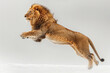A lion captured mid-leap against a white backdrop