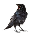 © Pure Imagination - American Crow Bird Singing