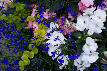 Canvas Print - Beautiful flowerbed with mixed multi colored flowers. Tiny summer flowers. Beautiful flower seedlings growing in the soil at the garden. Gardening hobby concept.