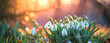 Photo of beautiful spring white flowers with blurred background. the flowers are called snowdrops.