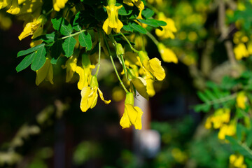 Wall Mural - Coronilla valentina, the shrubby scorpion-vetch, scorpion vetch or bastard senna is a plant in the genus Coronilla of the legume family Fabaceae. Hippocrepis emerus, the scorpion senna selective focus