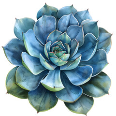 Western succulent, watercolor illustration with isolated transparent background