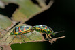 two beautiful Jewel Bug (Chrysocoris patricius) natural marco photography	