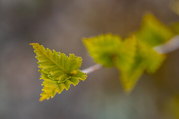 Birch bud green leaf blossoms in the rays of the sunset