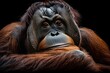 close-up of a sumatran orangutan on black background
