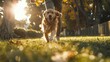 A joyful golden retriever running through a park in the autumn day