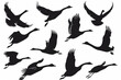 various flying seagull silhouette collection vector icon, white background, black colour icon